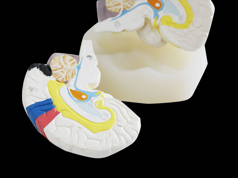 Human Brain Cortex Soft Silicone Anatomy Model