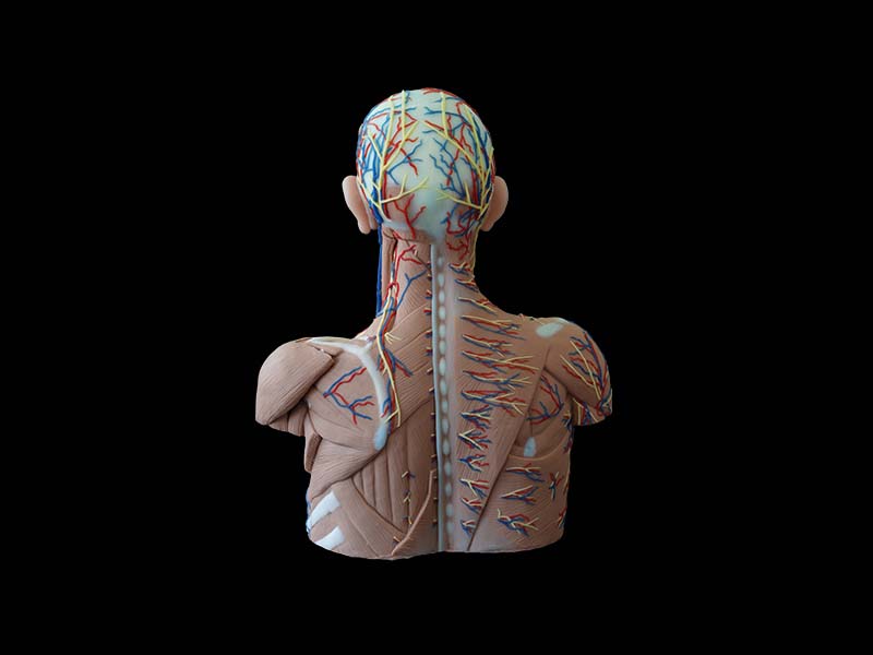 Head, Neck and Chest Anatomy Silicone Model