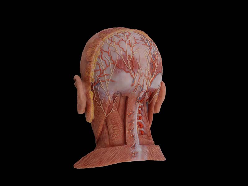 Silicone suboccipital Triangle Model for Anatomy