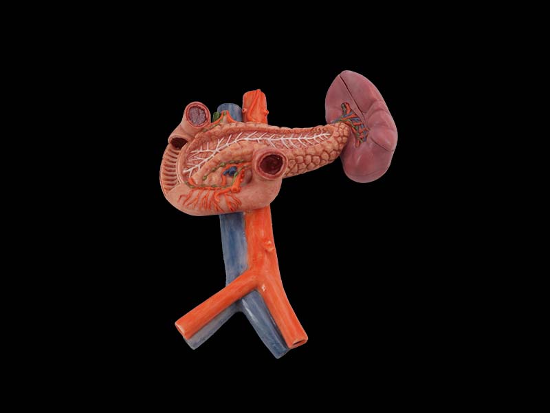 Spleen Anatomical Model