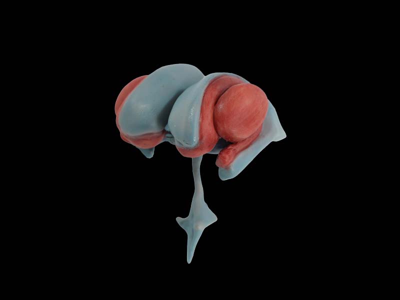 Ventricle And Basal Nerve Nucleus Simulation Model
