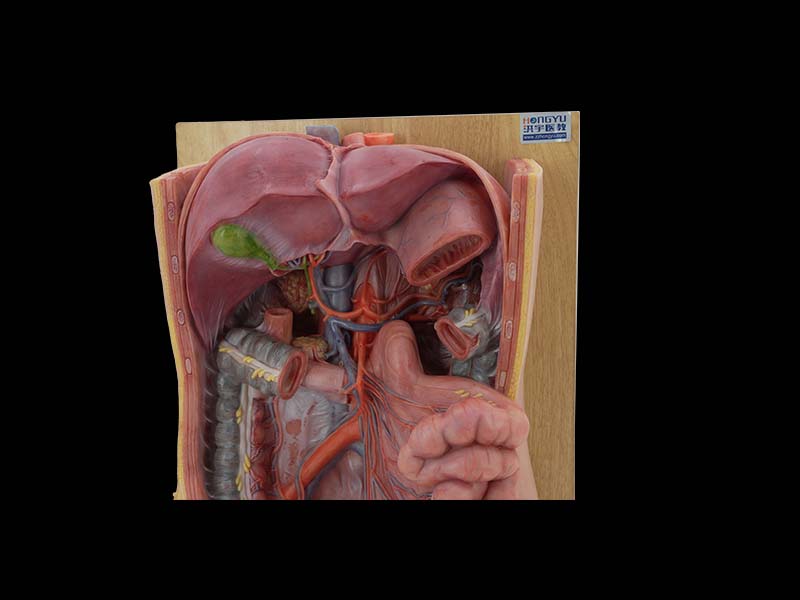 Coeliac Trunk Simulation Model