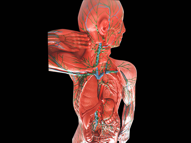 Human Lymphatic System Soft Silicone Anatomy Model