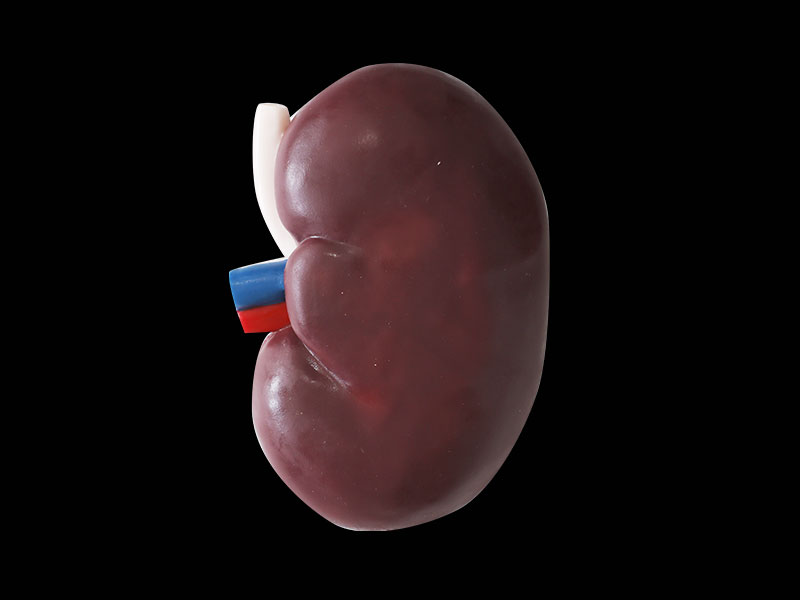 Section of Kidney Soft Anatomy Model
