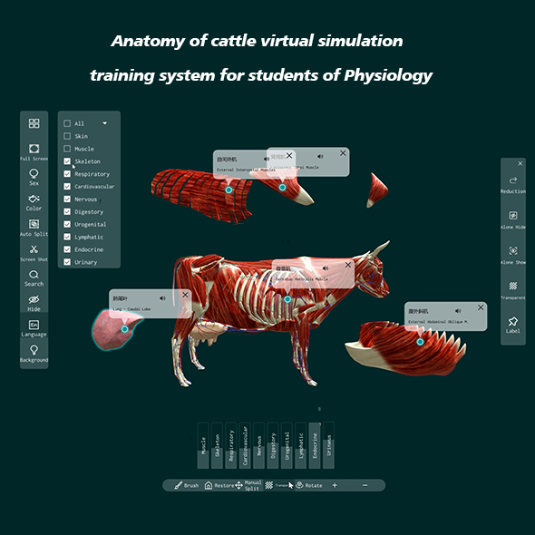animal anatomy software