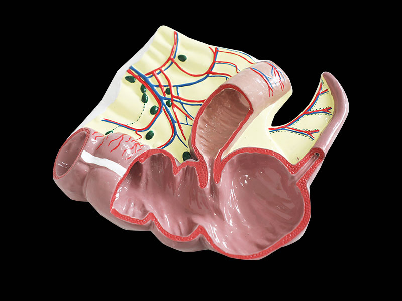 Human Ileocecal Junction Soft Silicone Anatomy Model