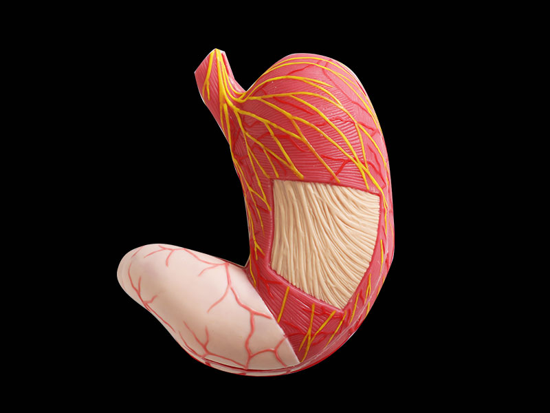 Human Stomach Soft Silicone Anatomy Model