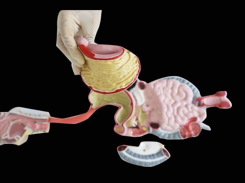 Human Digestive System Silicone Anatomy Model