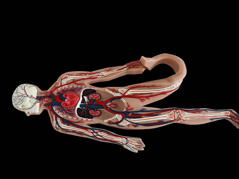 Human Blood Circulation System Silicone Anatomy Model