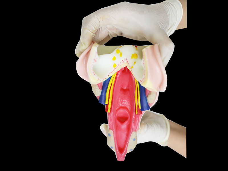 Human Throat Wall Muscle Silicone Anatomy Model