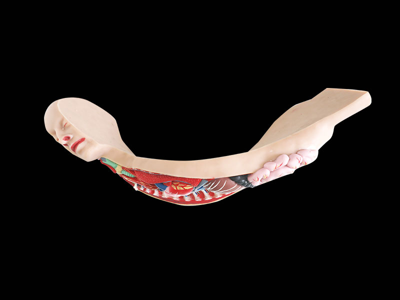 Sympathetic Nerve Soft Anatomy Model