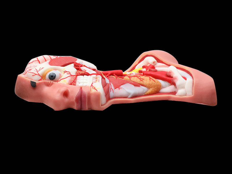 Human Deep Arteries And Nerves Of Head And Neck Silicone Anatomy Model
