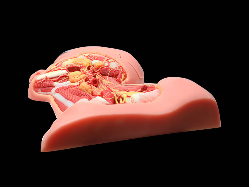 Human Middle Arteries And Nerves Of Head And Neck Silicone Anatomy Model