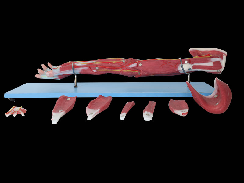 Dissection Of Upper Limb Soft Silicone Anatomy Model for Sale