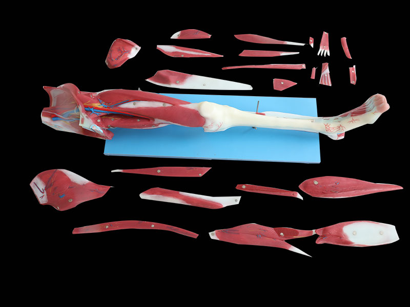 Dissection Of Lower Limb Soft Silicone Anatomy Model for Sale