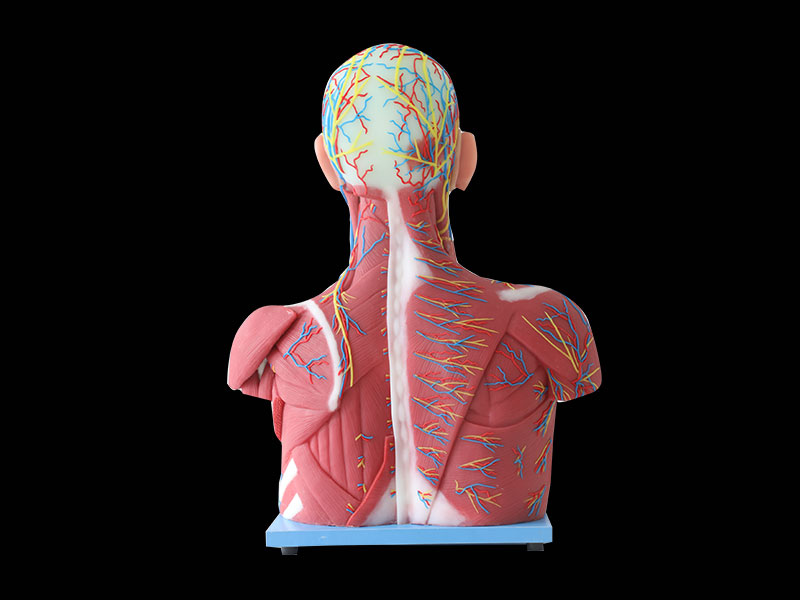 Median Vascular And Nerves Of Head, Neck And Prethoracic Silicone Anatomy Model for Sale