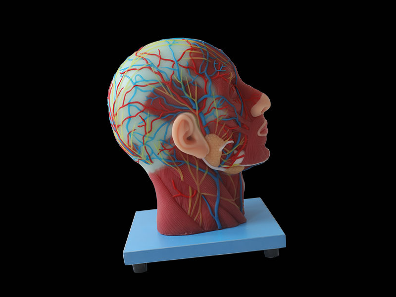 Superficial, Median And Deep Arteries, Veins, Vascular And Nerves Of Head And Face Anatomy Model for Sale
