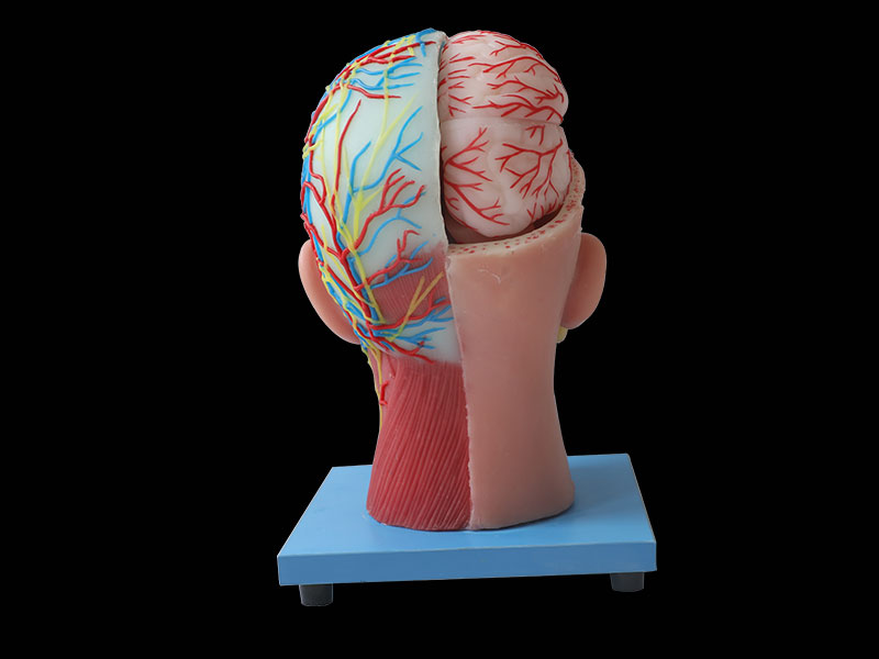 Cerebral Artery And Superficial, Median And Deep Arteries, Veins, Vascular, Nerves And Lymph Of Head And Face Soft Anatomy Model