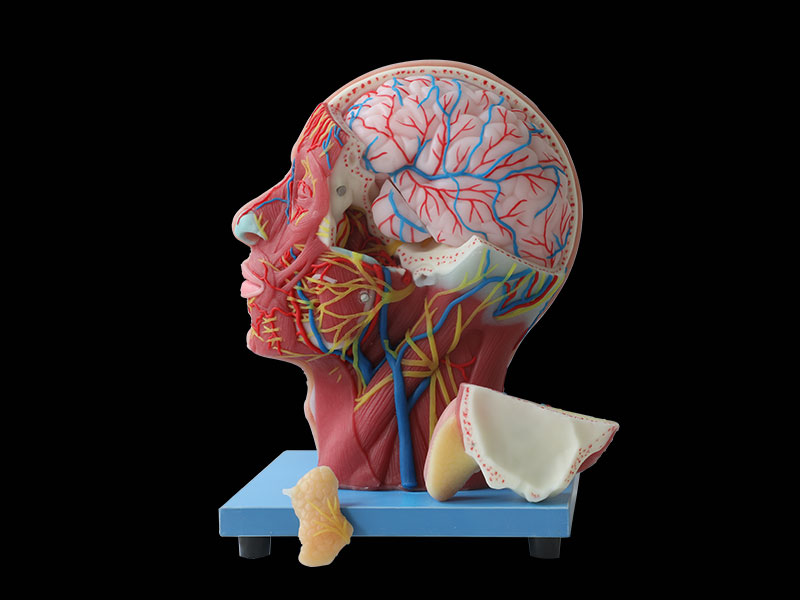 Superficial, Medial And Deep Arteries, Veins, Vascular And Nerves Of Head And Face Anatomy Model