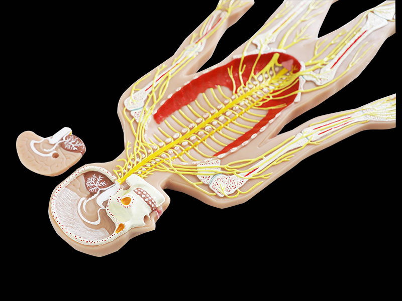 Sympathetic Nerve With Brain Silicone Anatomy Model