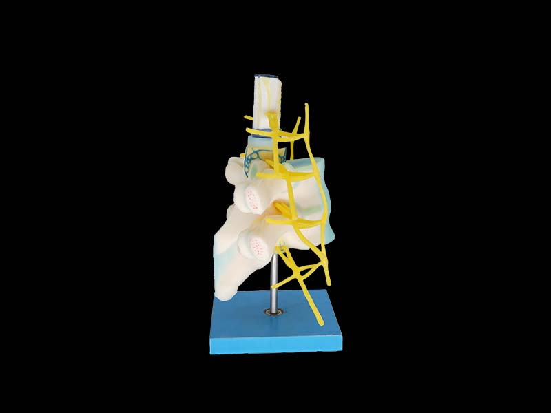 Sympathetic Trunk silicone anatomy model