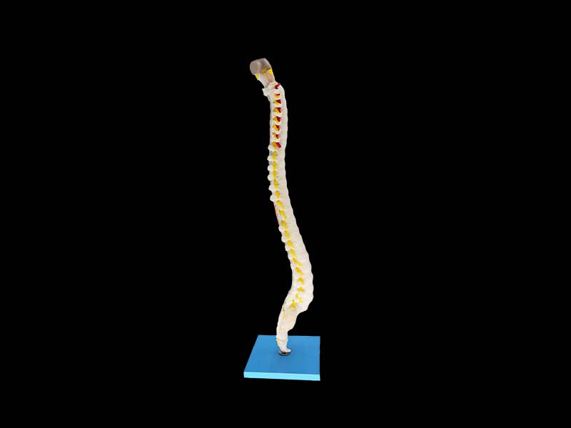 Spinal Cord Segmental Section and Vertebrae Silicone Model