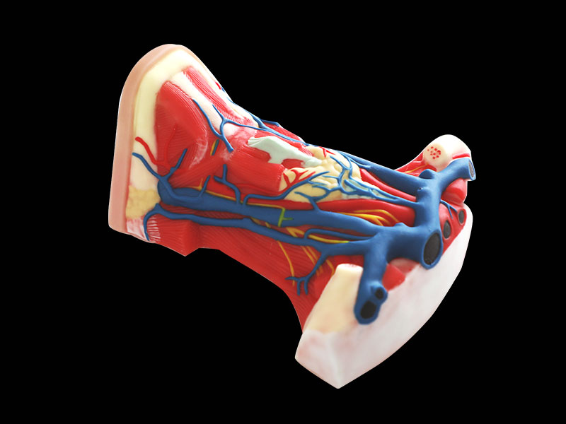 Human Anterior Portion of Neck Soft Silicone Anatomy Model
