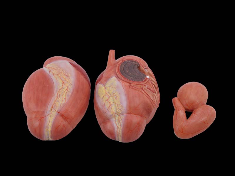 Simulation Stomach Anatomy Model of Cow