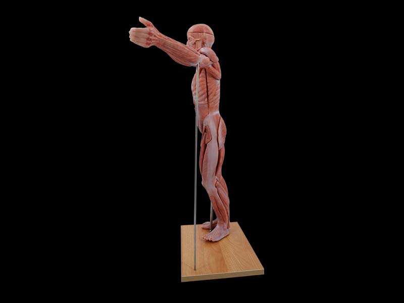 80cm soft Human Body Model