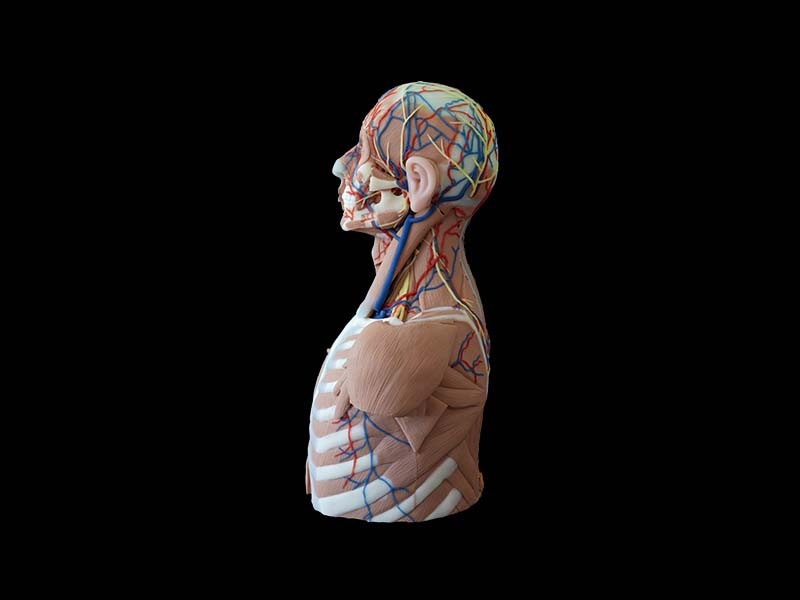 Head, Neck and Chest Silicone Anatomy Model