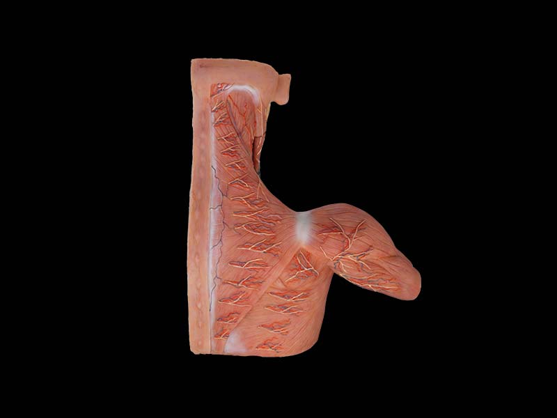 Breast, Axillary, Neck Lymph Simulated Anatomy Model