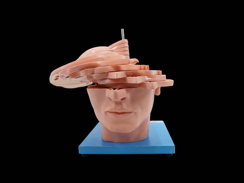 Horizontal Slices of Head Anatomy Model for Sale