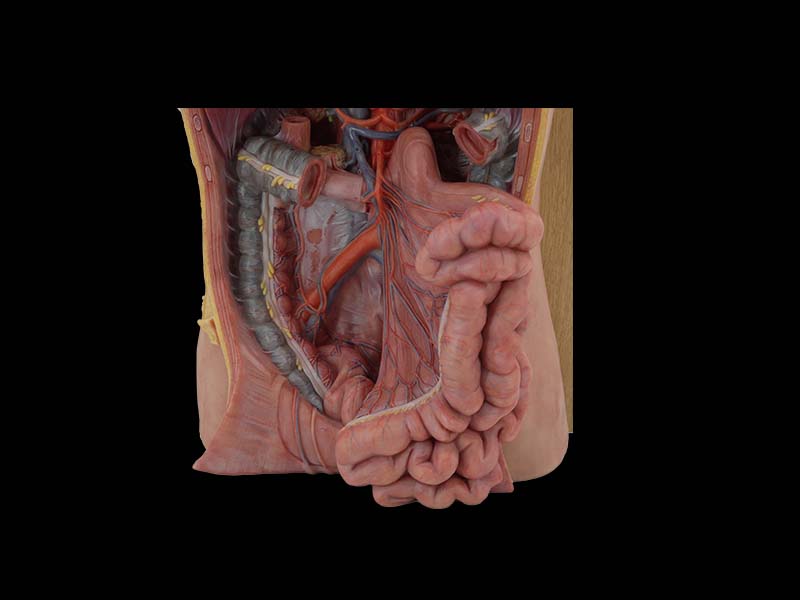 Coeliac Trunk Simulation Anatomical Model for Sale