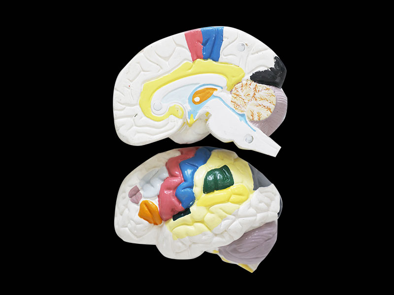 Human Brain Cortex Silicone Anatomy Model