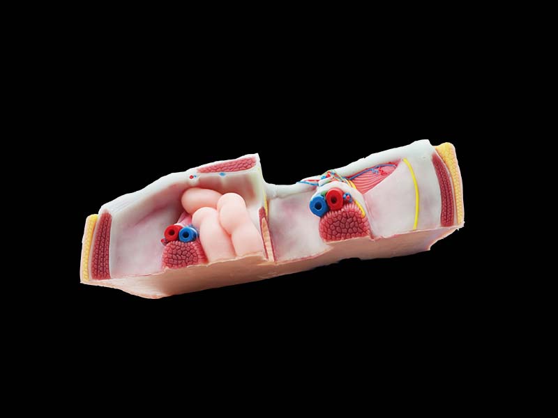 Groin Silicone Model