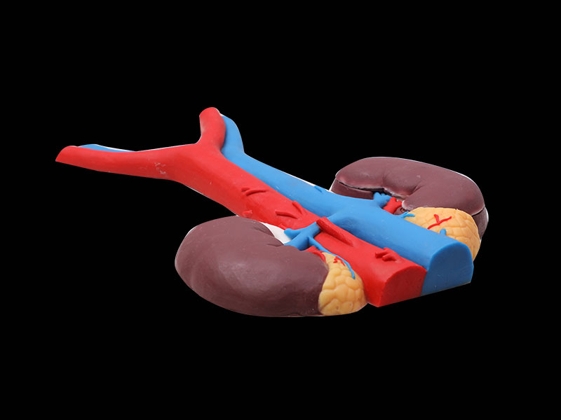 Renal Blood Vessels Silicone Anatomy Model for sale