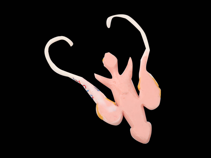 Human Male Reproductive Organ Soft Anatomy Model