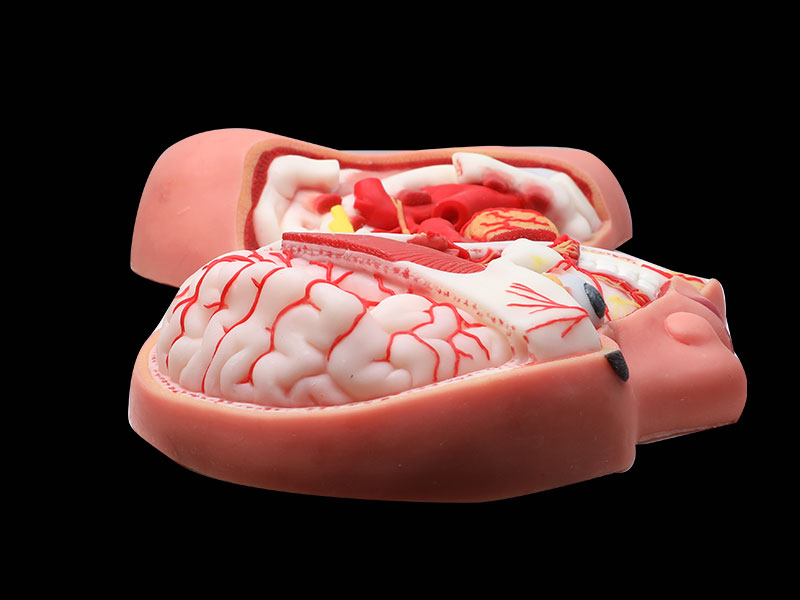 Human Deep Arteries And Nerves Of Head And Neck Soft Anatomy Model