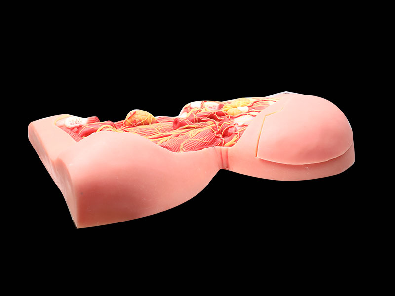 Human Middle Arteries And Nerves Of Head And Neck Soft Anatomy Model