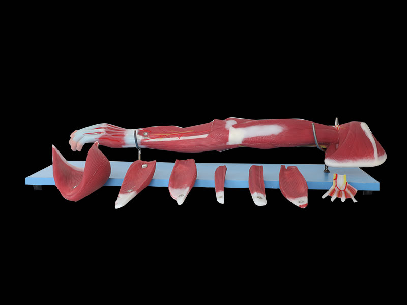 Dissection Of Upper Limb Soft Silicone Anatomy Model Price