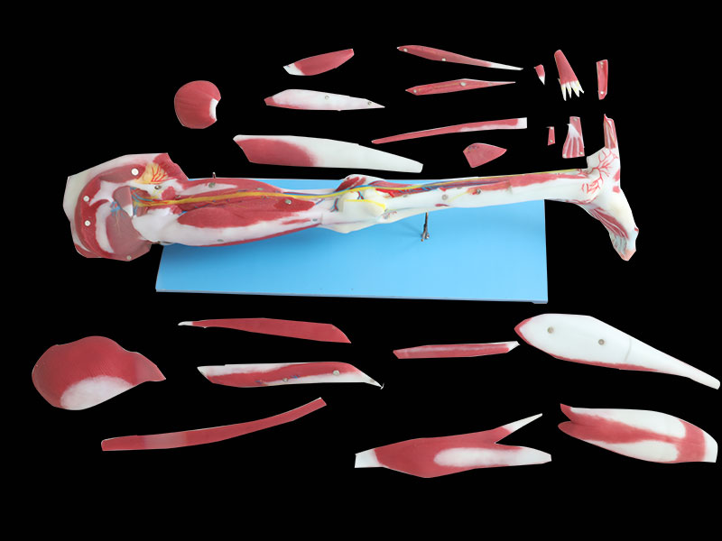 Dissection Of Lower Limb Soft Silicone Anatomy Model Price