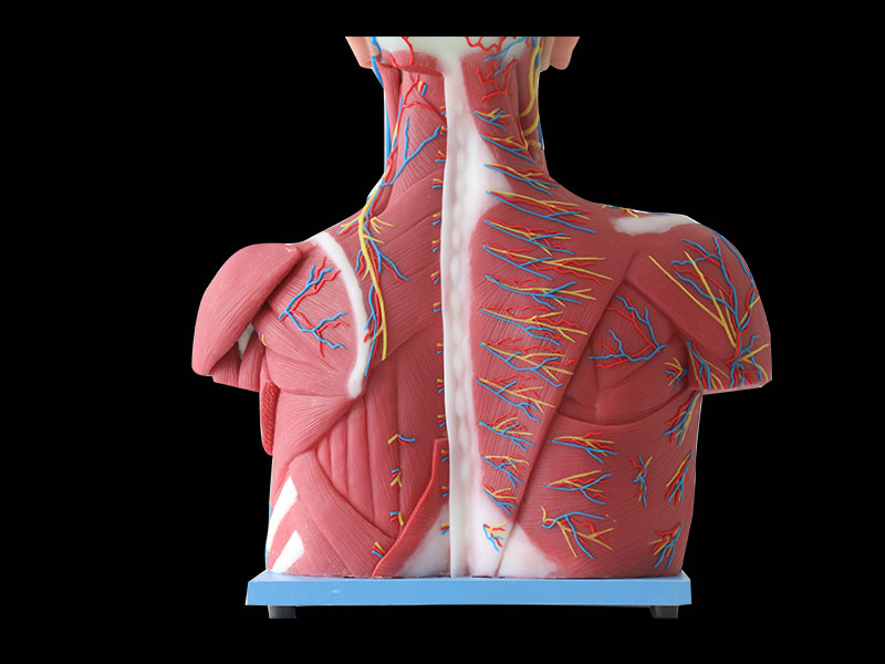 Median Vascular And Nerves Of Head, Neck And Prethoracic Soft Silicone Anatomy Model for Sale