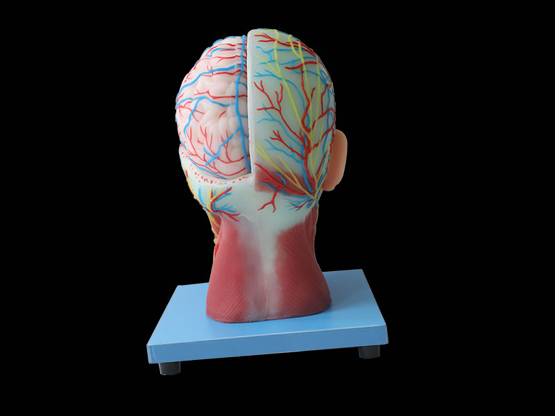 Superficial, Median And Deep Arteries, Veins, Vascular And Nerves Of Head And Face Anatomy Model Price