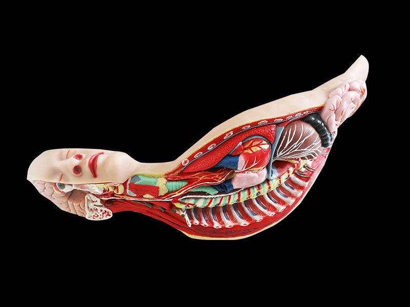 Human Sympathetic Nerve Soft Silicone Anatomy Model