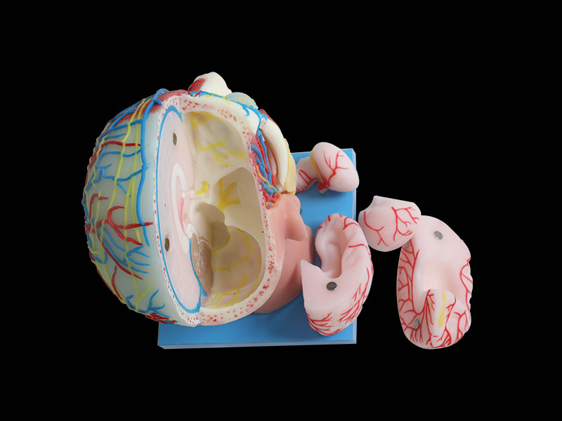 Cerebral Artery And Superficial, Median And Deep Arteries, Veins, Vascular, Nerves And Lymph Of Head And Face Silicone Anatomy Model