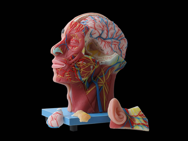 Superficial, Medial And Deep Arteries, Veins, Vascular And Nerves Of Head And Face Model