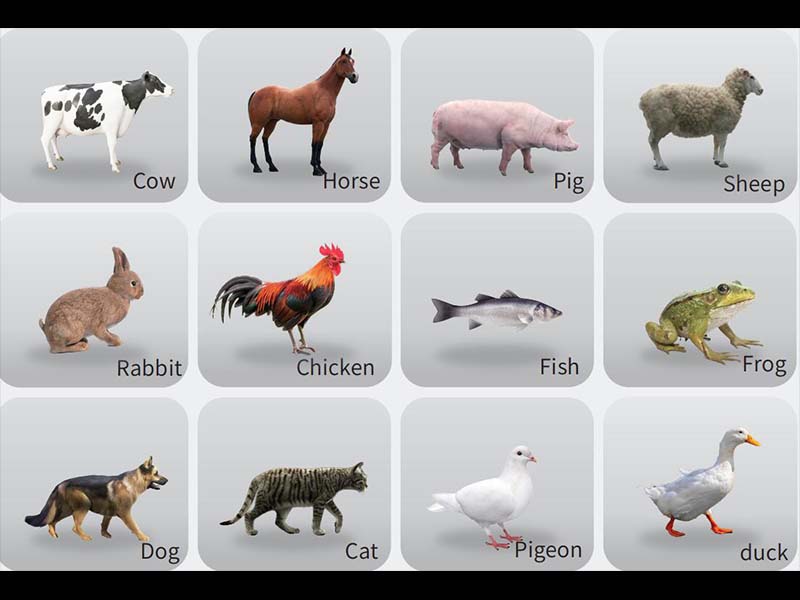 MR Animal Anatomy 3D Interactive System