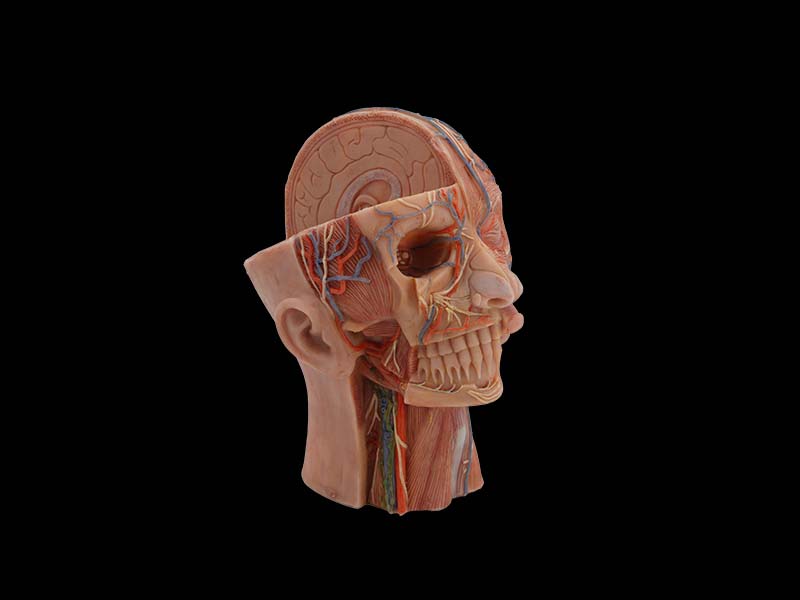 Head Silicone Simulation Anatomy Model