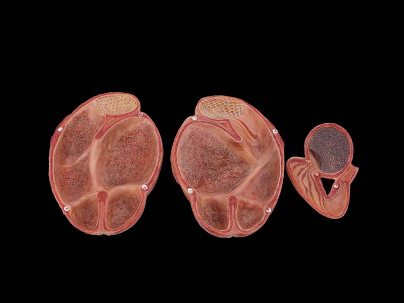 Soft Stomach Anatomy Model of Cow