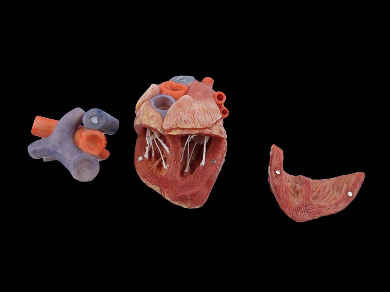 Pig Anatomical Heart Model 